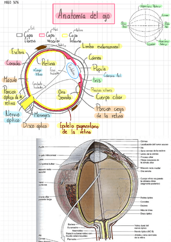 Anatomia-del-ojo.pdf