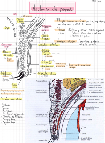 Anatomia-del-parpado.pdf