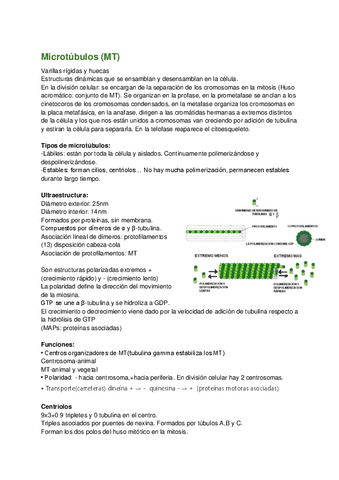 Preguntas-cortas-examen-cito-22-23.pdf