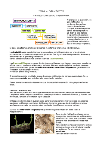 T4-Cormofitos.pdf