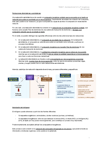 TEMA-7-Asimilacion-de-N-S-y-P-inorganicos.pdf