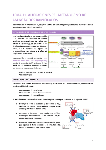 Tema-11.-Alteraciones-del-metabolismo-de-aminoacidos-ramificados.pdf