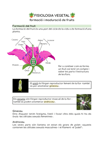 T9.-Formacio-i-maduracio-de-fruits.pdf