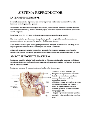 tema-13-SISTEMA-REPRODUCTOR.pdf