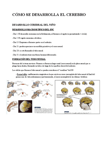 Tema-4a-COMO-SE-DESARROLLA-EL-CEREBRO.pdf