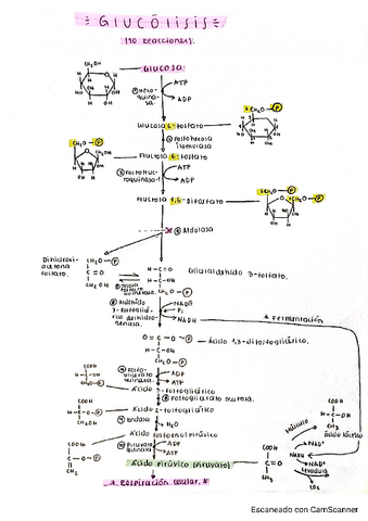 Glucolisis.pdf