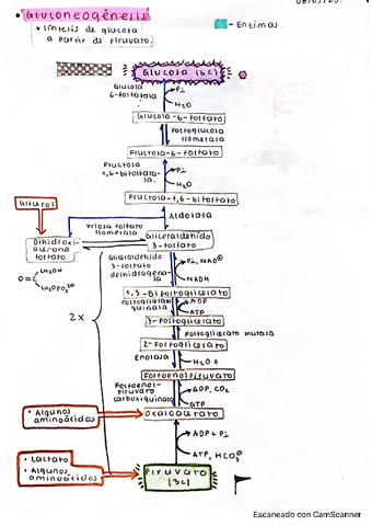 Gluco-esquemas-1.pdf