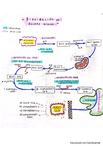 B-Oxidacion-ac.-grasos.pdf