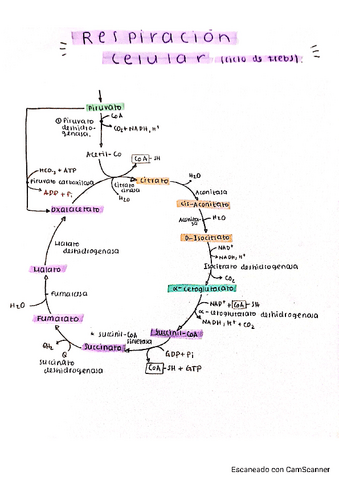 Ciclo-de-Krebs.pdf