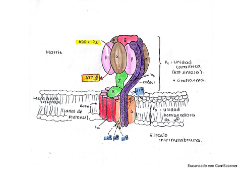 CTE.pdf