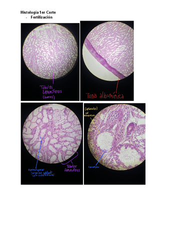 Imagenes-de-Histologia.pdf