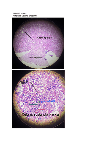 Imagenes-de-Histologia-2.pdf