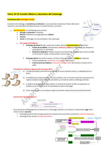 Funcion-Motora-y-secretora-del-estomago.pdf