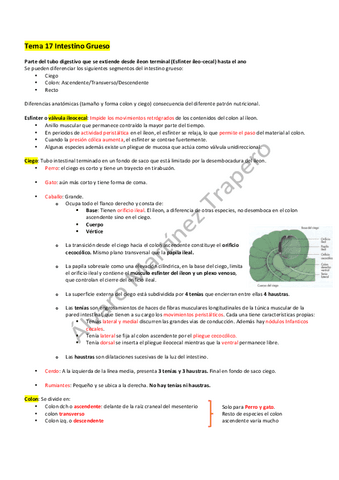 Intestino-Grueso.pdf