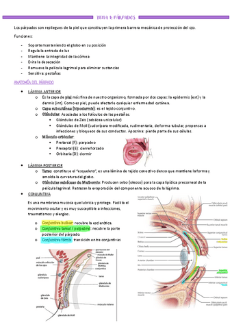 Resumen-Fisiolgia Ocular - parte-2.pdf