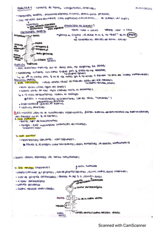 Apuntes-practica-1-anatomia-animal.pdf