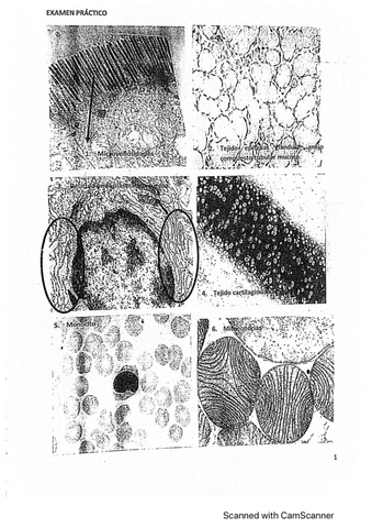 Examen-practico-biocel.pdf