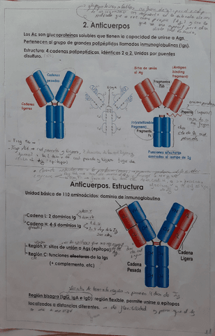 tema-2-Anticuerpos.pdf