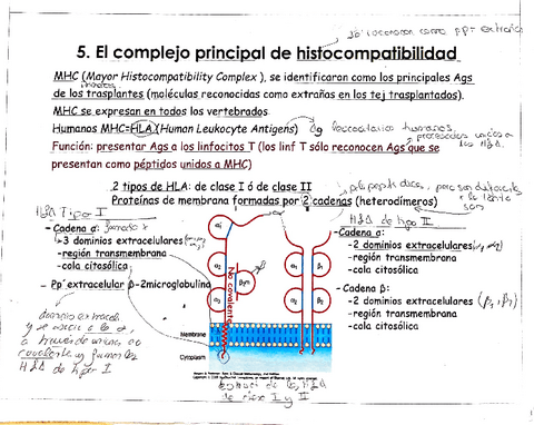 tema-5-HLA.pdf