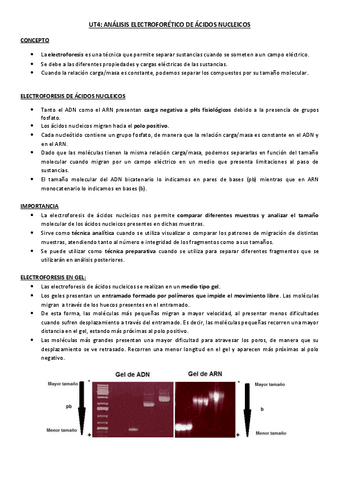 Analisis-electroforetico-de-acidos-nucleicos.pdf