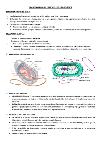 Division-celular-y-principios-de-citogenetica.pdf