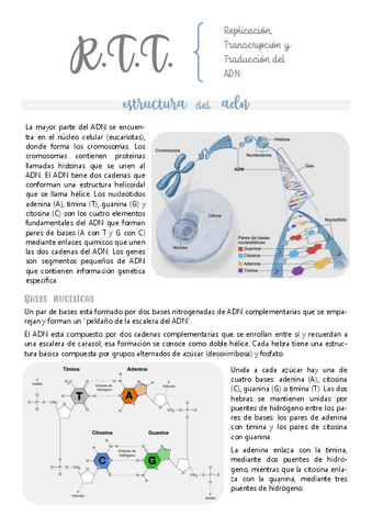 Replicacion-Transcripcion-y-Traduccion-del-ADN.pdf