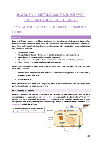 Tema-24.-Metabolismo-del-hierro.pdf