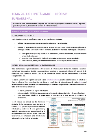 Tema-20.-Hipotalamo-hipofisis-suprarrenal.pdf