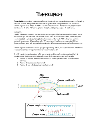 Proceso-de-transcripcion.pdf
