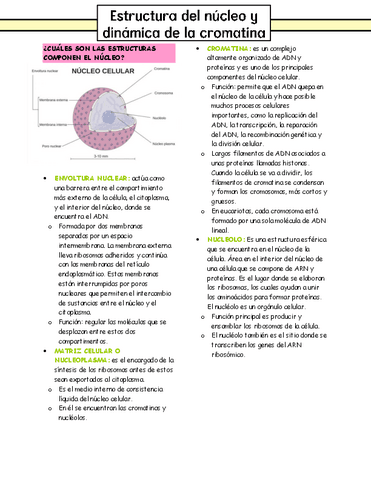 Clase-09.-Estructura-del-nucleo-y-dinamica-de-la-cromatina-resumen.pdf