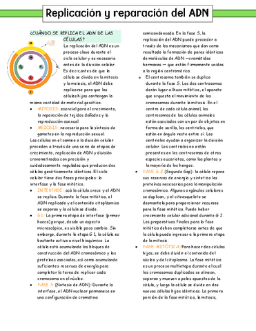 Clase-10.-Replicacion-y-reparacion-del-ADN-resumen.pdf