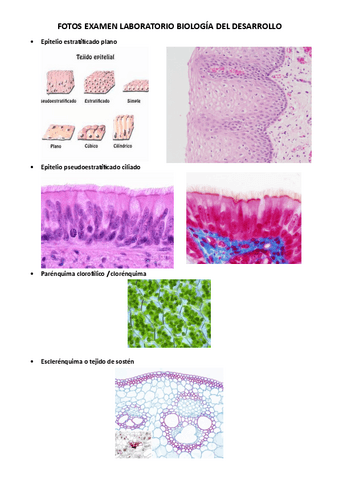 FOTOS-QUE-HAN-ENTRADO-EN-EXAMEN-LABORATORIO-BIOLOGIA-DEL-DESARROLLO.pdf