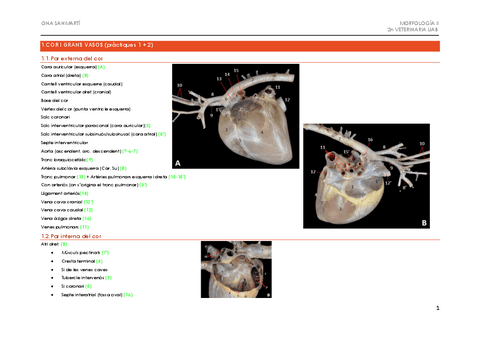 APUNTS-1r-EXAMEN-PRACTIC-MORFOLOGIA-2.pdf