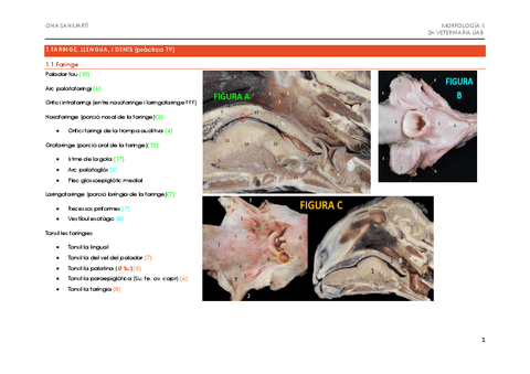 APUNTS-2n-EXAMEN-PRACTIC-MORFOLOGIA-2.pdf