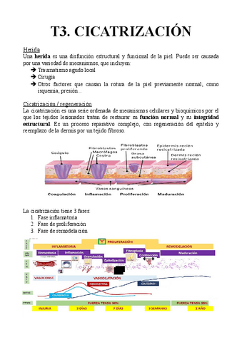 T3.-Cicatrizacion.pdf