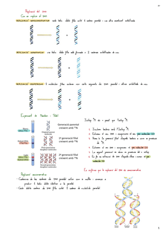 Tema-3-Replicacio-Del-DNA.pdf