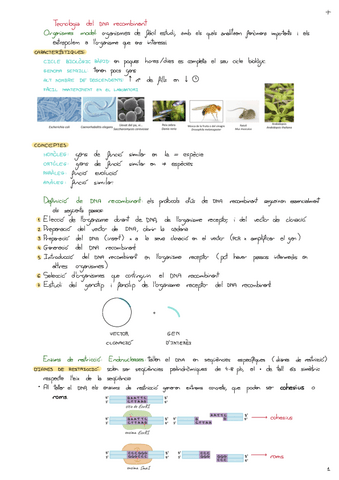 Tema-10-Tecnologia-Del-DNA-Recombinant.pdf