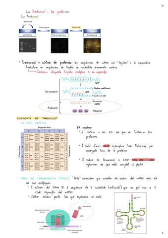 Tema-8-La-Traduccio-I-Les-Proteines.pdf