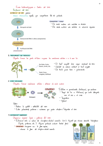 Eines-Biotecnologiques-X-Lanalisi-Del-DNA.pdf
