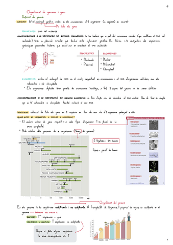 Tema-2-Organitzacio-De-Genomes-I-Gens.pdf