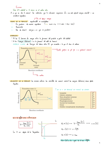 Enzim.pdf