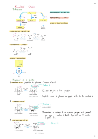Fermentacio-Glicolisi.pdf