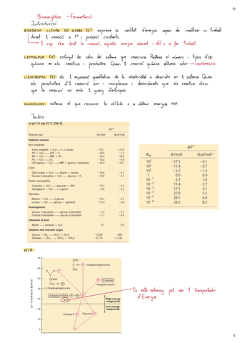 Bioenergetica-Fermentacio.pdf