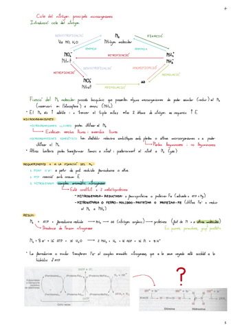 Cicle-Del-Nitrogen-Microorganismes-Nitrificats-I-Desnitrificats.pdf