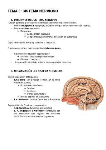 ANATOMIA-TEMA-3.pdf