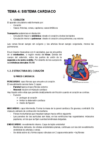 ANATOMIA-TEMA-4.pdf