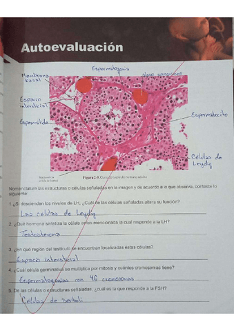 Capitulo 2 - espermatogenesis.pdf