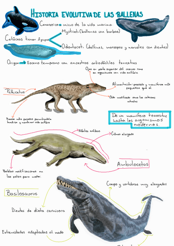 Historia-evolutiva-de-las-ballenas230607021403.pdf
