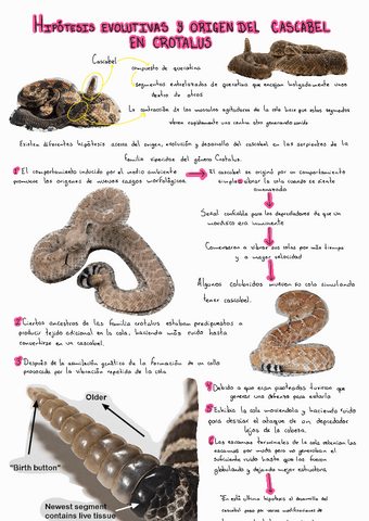 Origen-del-cascabel-230606205228.pdf