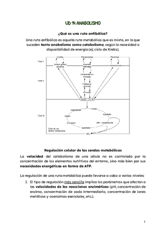 ANABOLISMO.pdf